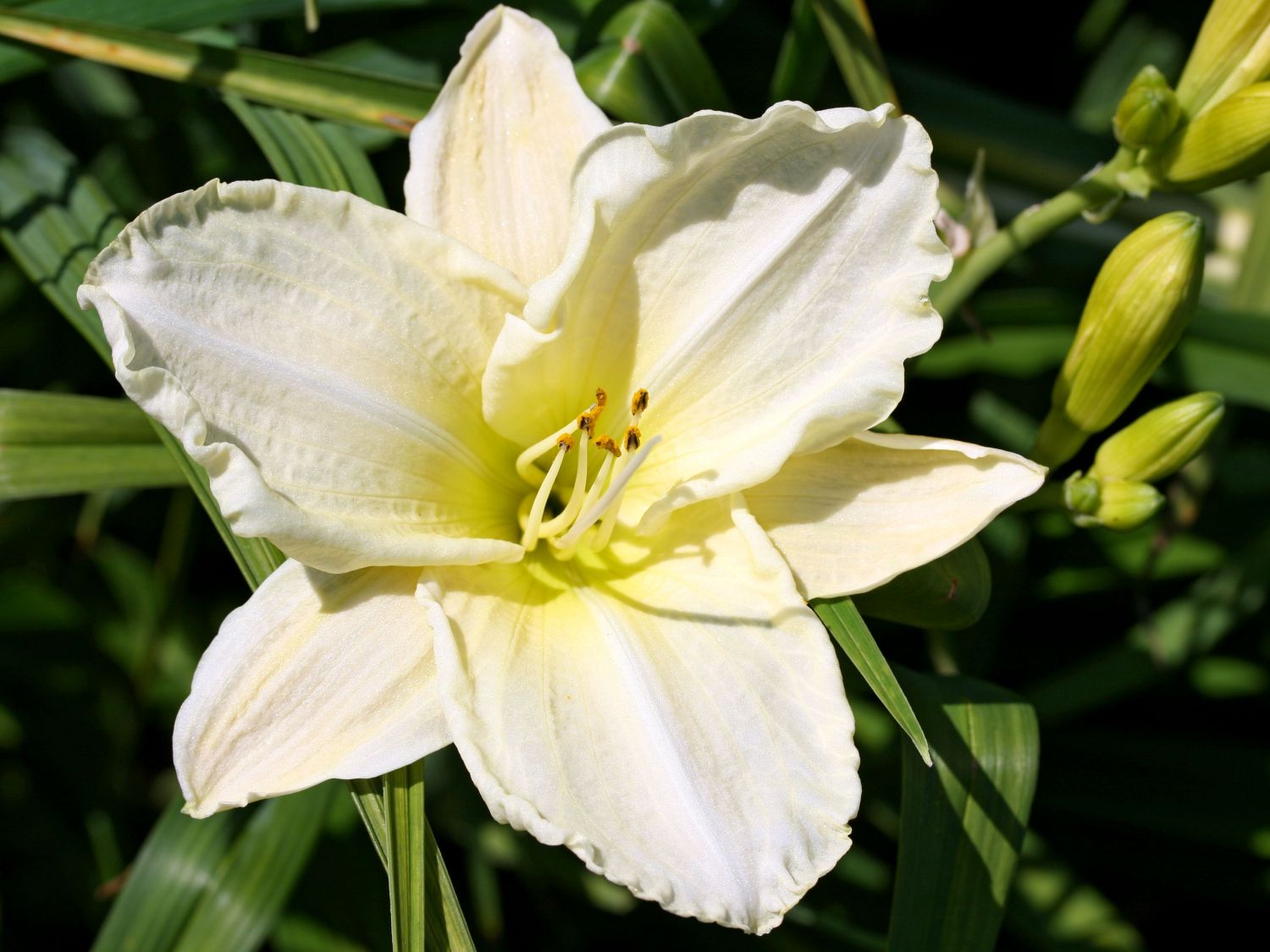 Hemerocallis 'White Temptation'